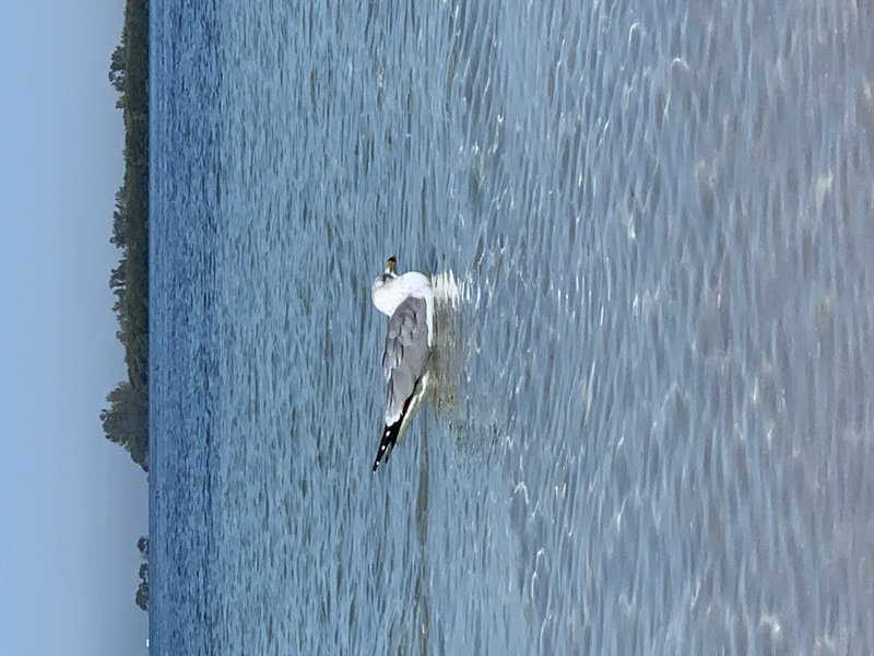 Swan resting on a calm blue lake with rippling water and distant tree line.