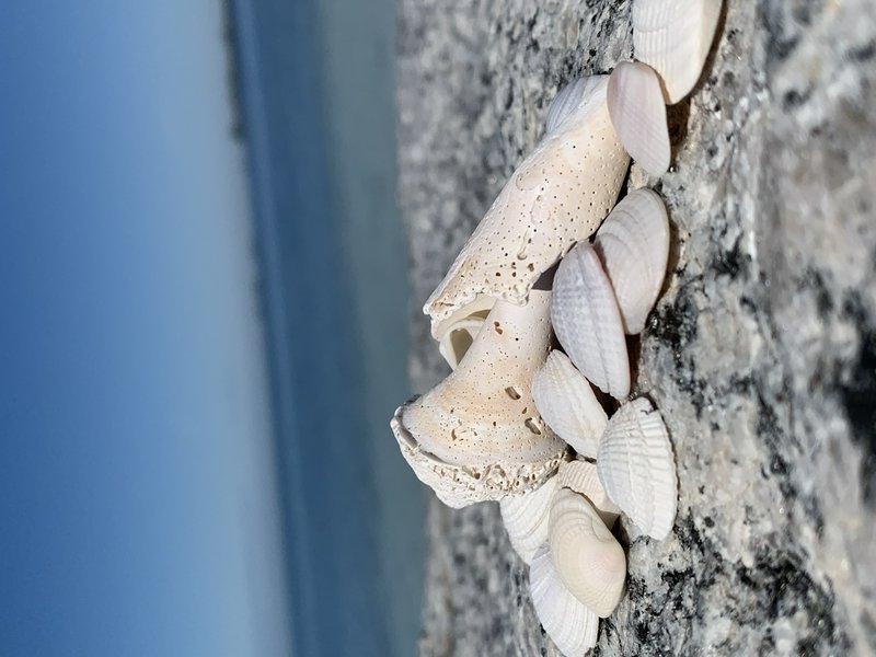 Close-up of white and beige seashells clustered on a rocky shoreline with the blue sea in the background