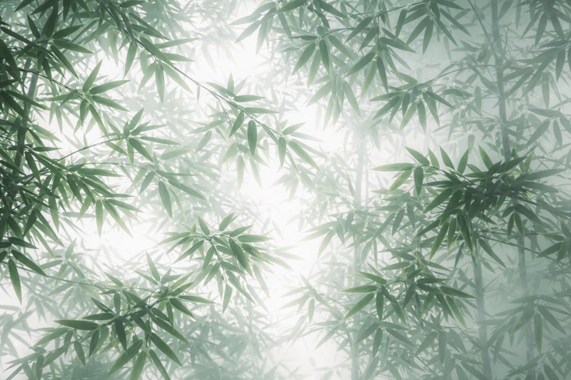 Dense bamboo leaves with soft backlight and misty green tones.