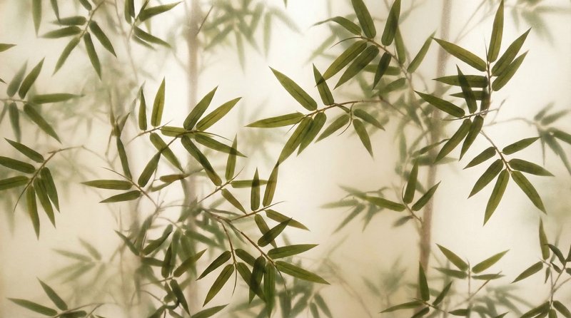 Close-up of slender bamboo leaves on delicate branches