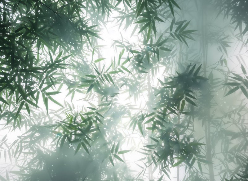 Sunlit bamboo leaves form a misty, green canopy with soft, diffused light.