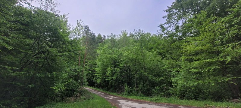 Winding damp forest road bordered by dense bright green deciduous trees under a pale overcast sky.