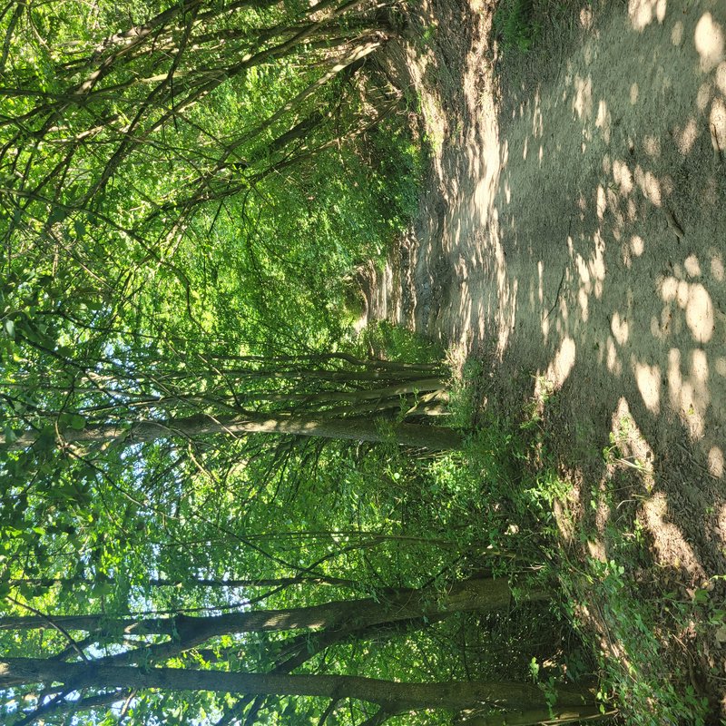 Sun dappled dirt hiking trail winding under lush green summer forest canopy, sunlight filtering t...
