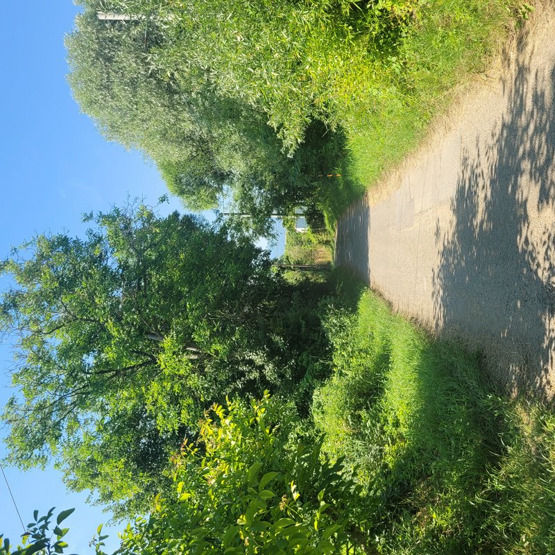 Sunny unpaved rural path lined with lush green grass and leafy trees under a clear bright blue sky.