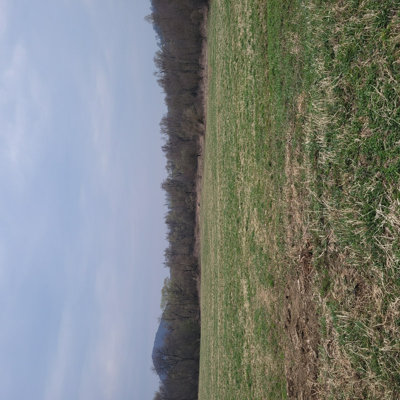 Early spring grassy meadow bordered by bare deciduous trees, under a pale hazy sky with a faint d...