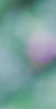 Blurred abstract background with green, teal, and soft purple glow.