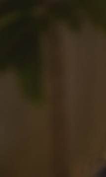 Dimly lit indoor scene with a plant silhouette against a brown background.
