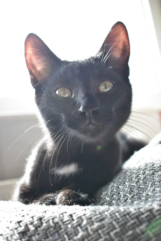 Close-up portrait of an alert black domestic cat with green eyes resting on a knit blanket by a s...
