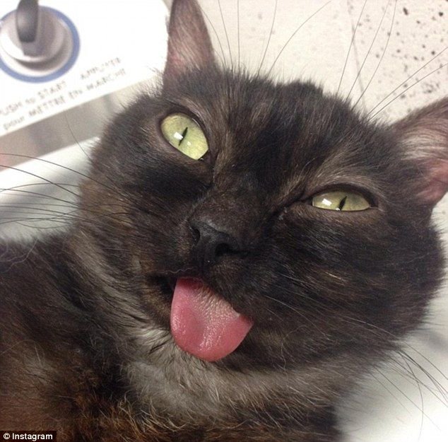 Black cat with green eyes sticking out its pink tongue in a playful close-up.