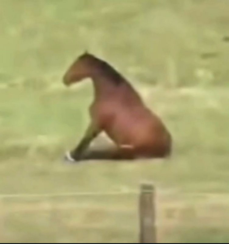 Viral half-horse internet meme: an optical illusion of a bay horse in a grassy pasture appearing ...