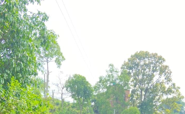 Lush green trees and power lines in a bright suburban landscape.