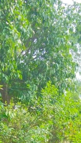 Dense green tree canopy with sunlit leaves and surrounding shrubs.