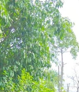 Lush green tree canopy with sunlight filtering through dense leaves