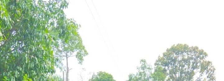 Bright daytime scene with green trees along a street and overhead power lines