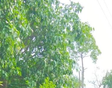 Lush green tree canopy with bright sunlight filtering through the leaves.