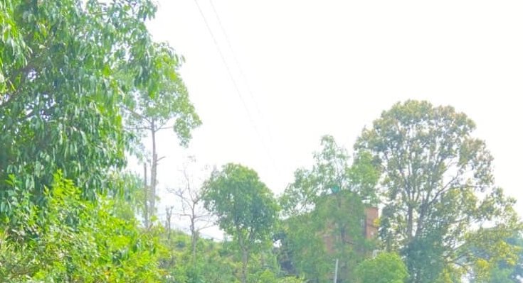 Lush green trees and bright sky with power lines across a rural landscape