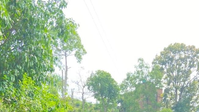 Bright outdoor scene with tall green trees, dense foliage, and power lines across a hazy sky.