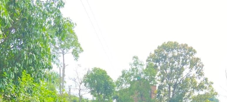 Lush green trees and power lines under a bright sky in a suburban landscape