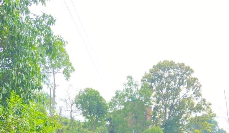 Lush green trees and power lines under a bright sky in a rural landscape