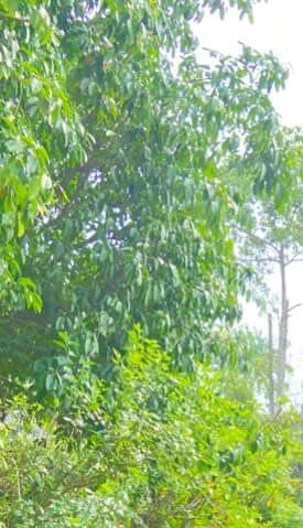 Lush green trees and dense foliage bathed in sunlight