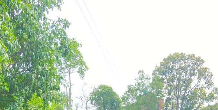 Bright daylight street scene with green trees and power lines.