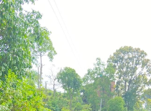 Sunny, tree-filled landscape with lush greenery and faint power lines overhead.