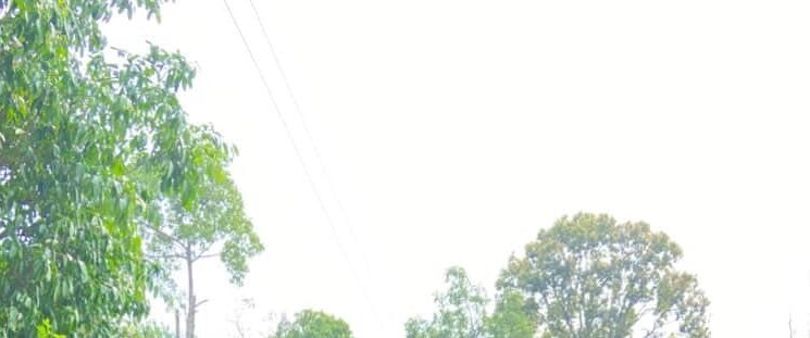 Bright daytime scene with leafy trees along a street and power lines overhead.