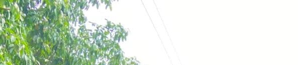 Lush green tree foliage lines the left of an overexposed bright white sky, with two thin power lines running diagonally