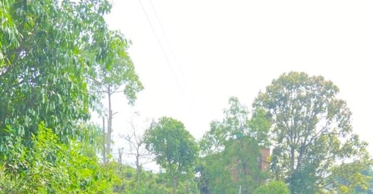 Bright overexposed sky frames a rural hillside lined with lush green trees, a partially hidden br...