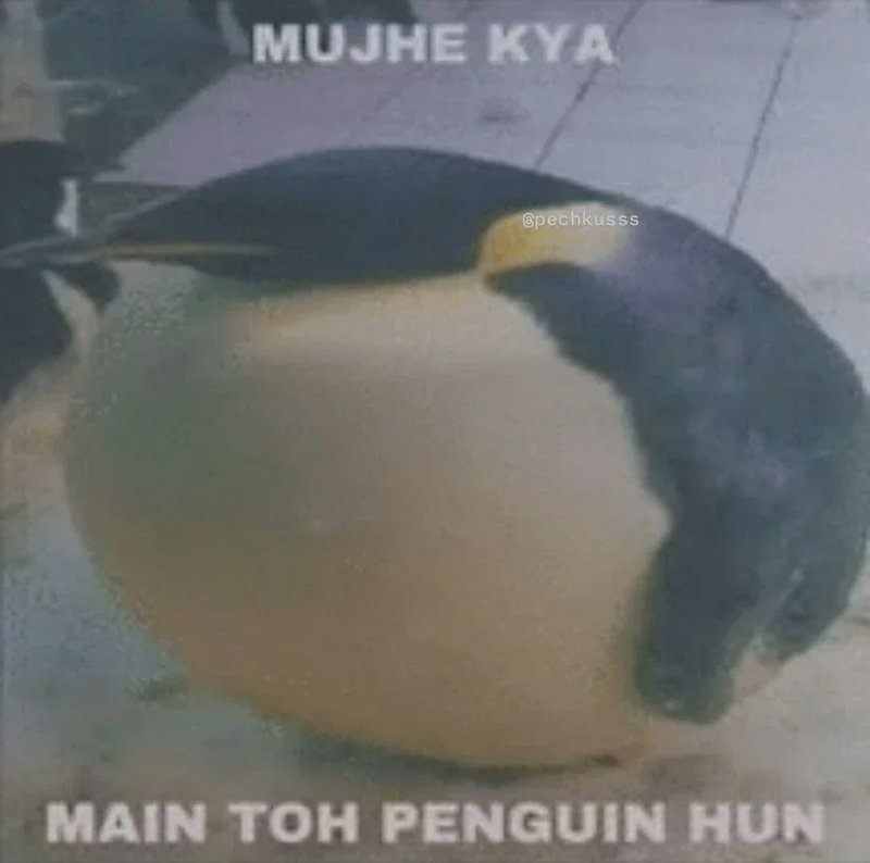 Chubby penguin perched with humorous meme captions “MUJHE KYA” and “MAIN TOH PENGUIN HUN”