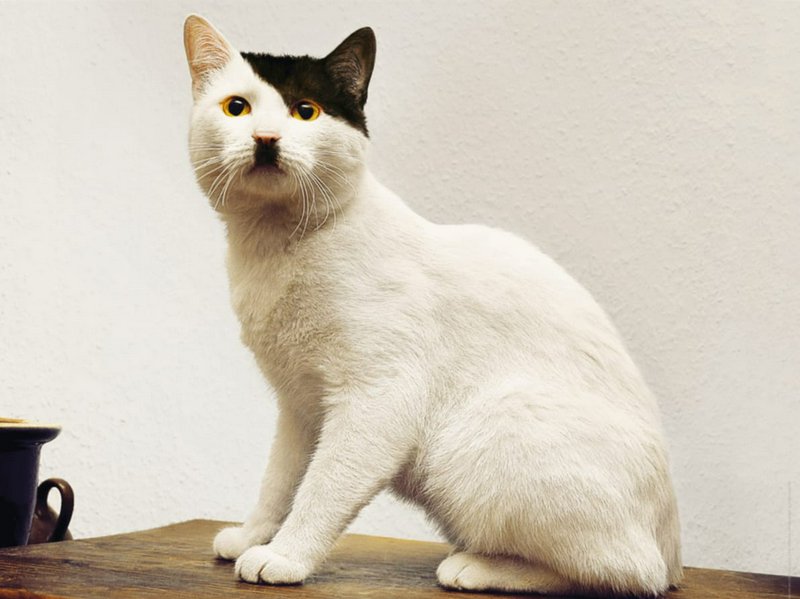 White cat with a black patch on its head sitting on a wooden table indoors