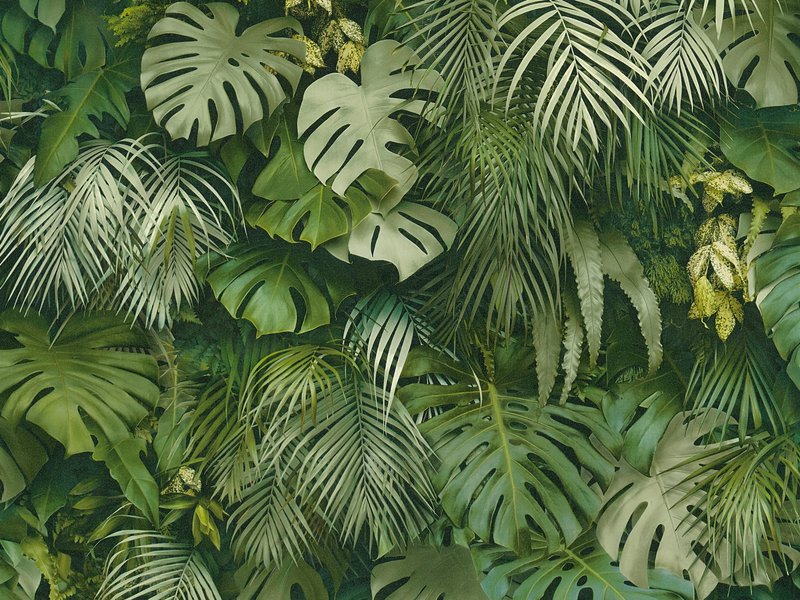 Dense tropical greenery with large monstera and palm leaves.