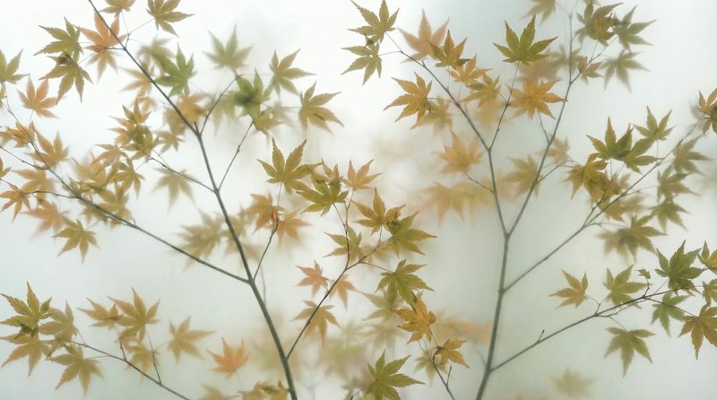 Close-up of delicate maple leaves on thin branches in autumn colors against a pale background