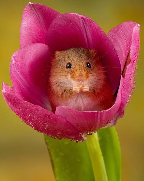 Tiny hamster nestled inside a pink tulip with dewdrops on petals.