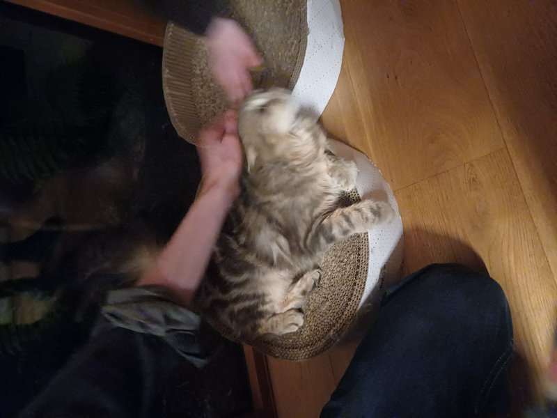Fluffy tabby kitten being petted while resting on a round sisal scratching post indoors