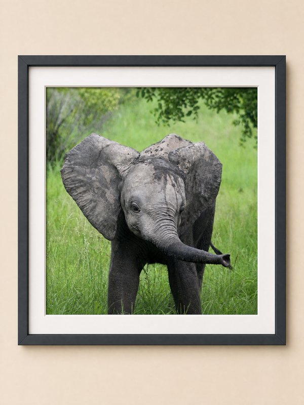Framed photo of a young elephant in green grass, wall art.