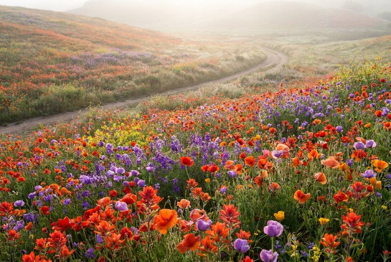Misty dawn wildflower meadow, winding dirt trail cutting through vibrant mixed blooms across fogg...