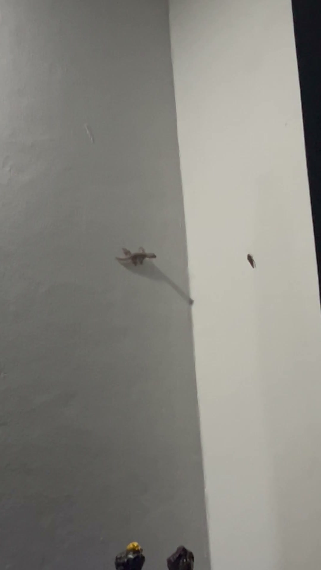 Small insect on a gray wall corner with white trim and minimal scuffs.