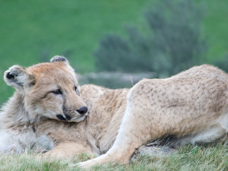 Relaxed lioness lounging on grass in a natural savanna setting