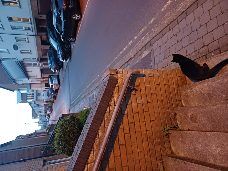 Black cat perched on brick stairs beside an urban street with parked cars