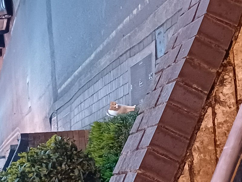 Orange and white cat perched on a brick ledge beside a blue-gray building at night.