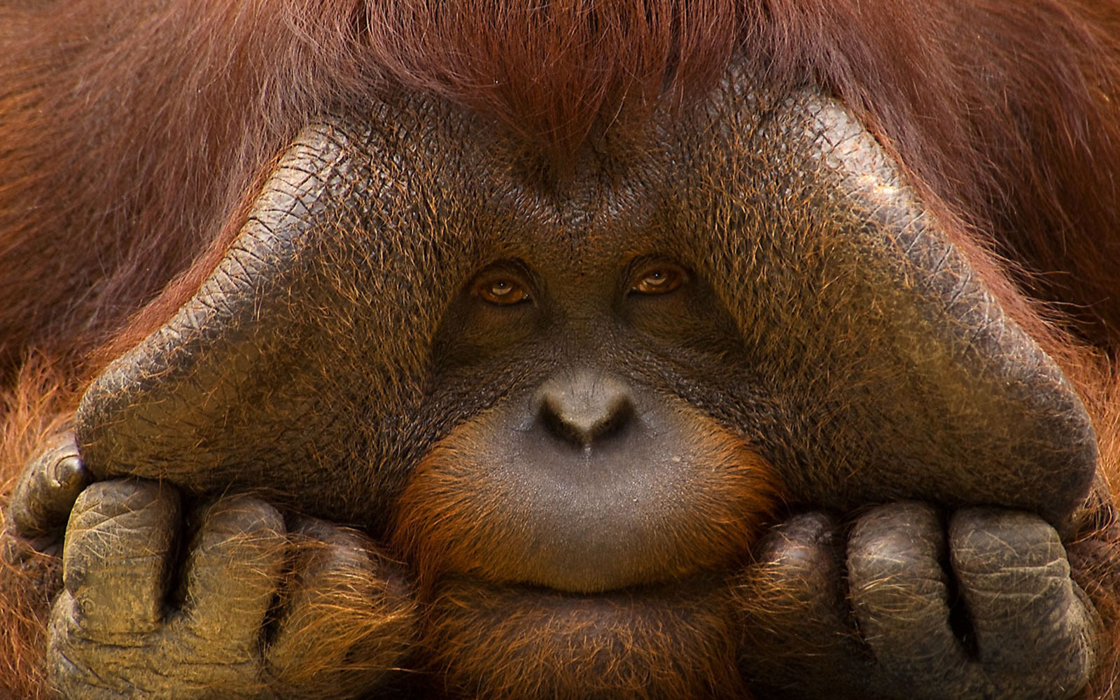 Close-up of an orangutan covering its eyes with its hands.