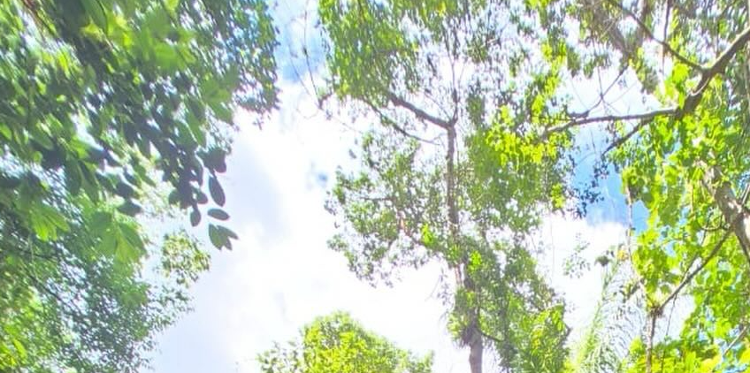 Looking up through a lush green forest canopy with sunlight filtering through leaves