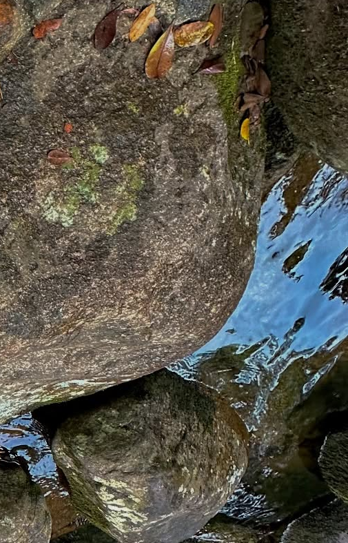 Close-up of mossy rocks with scattered fallen leaves beside a small blue stream.