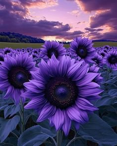 Purple sunflowers in a field at sunset with a dramatic purple-pink sky.