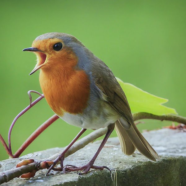 Robin with orange chest perched on a stone ledge, beak open in a singing pose