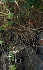 Black pickup truck hidden under camo netting, partially overgrown with green clover and dry wild ...