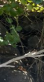 Camouflaged grey and brown snake hiding behind a wire mesh fence, with green leafy vines in a shadowed outdoor natural