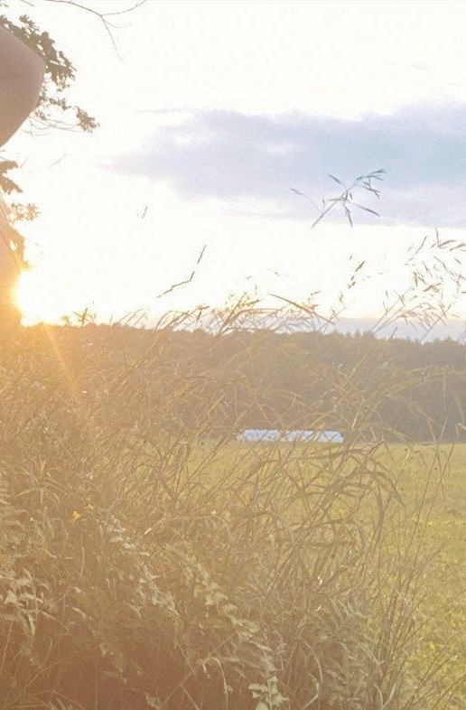 Golden sunset over a rural meadow, with tall wild grasses in the foreground, distant tree line an...