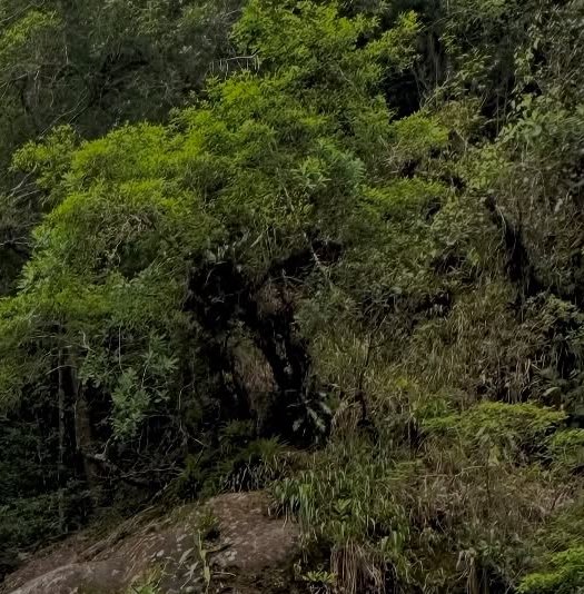 Dense lush green forested hillside, with wild undergrowth, gnarled tree trunks, and an exposed we...